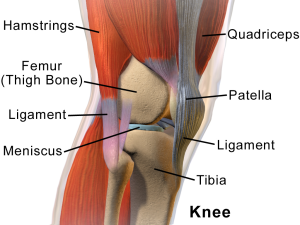 Anatomy of the knee