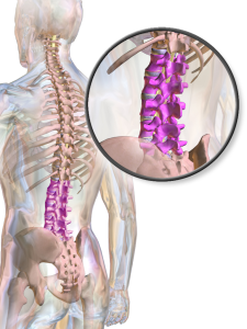 Illustration showing the lumbar spine