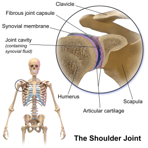 Blausen_0797_ShoulderJoint