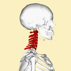 Position of the cervical vertebrae
